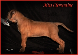 miss clementine